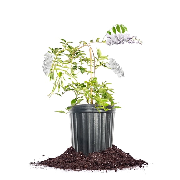 White Wisteria Flowering Vine