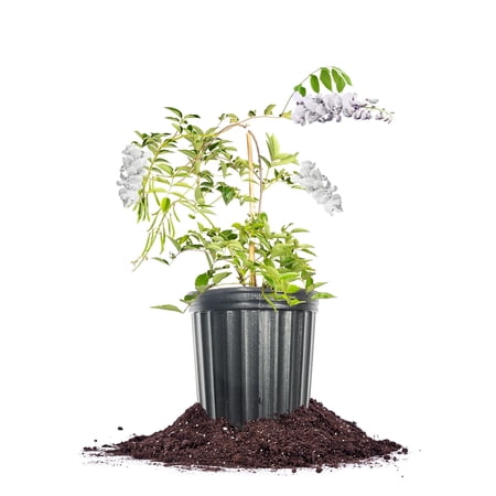 White Wisteria Flowering Vine