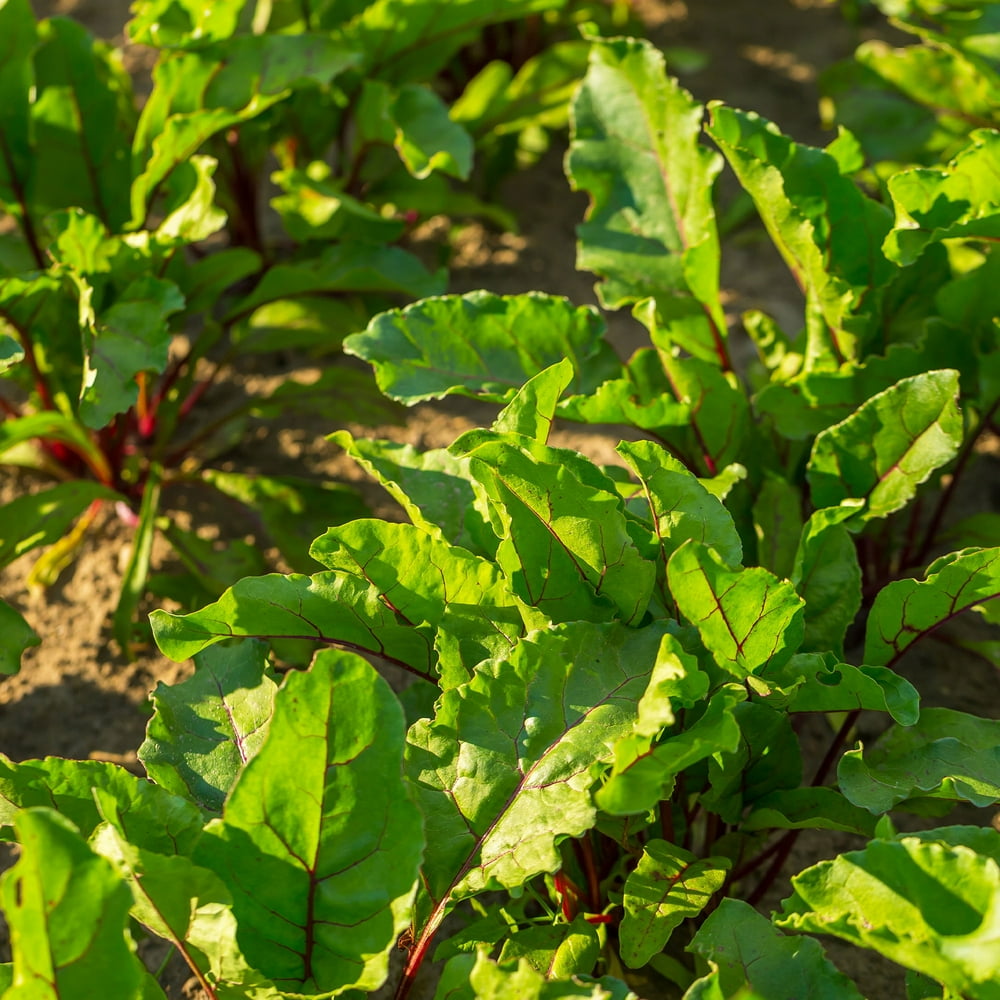 Spinach Seeds - Red Malabar Spinach - 4g Packet ~300 Seeds - Basella ...