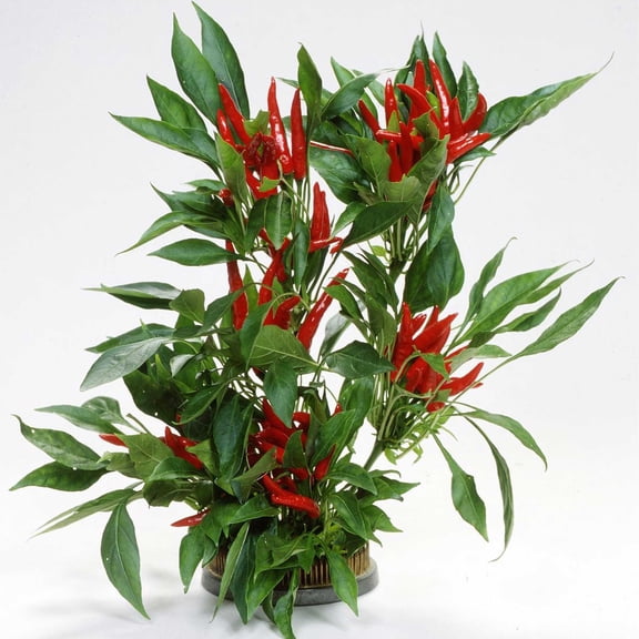 Pepper Seeds - Hot - Japanese - Takanotsume - 500 Mg Packet ~70 Seeds - Non-GMO, Heirloom - Asian Garden Vegetable