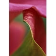 thumbnail image 2 of Rotenberg, Nancy 13x18 Gold Ornate Wood Framed with Double Matting Museum Art Print Titled - Pink calla lily, close-up, 2 of 4