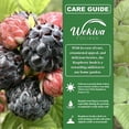 thumbnail image 4 of Nantahala Raspberry Bush - 4 Live Starter Plants - Rubus - Edible Berry Bearing Bramble Shrub for Fruit Garden and Patio, 4 of 6