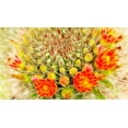 thumbnail image 2 of Tenoever, William 14x10 Gold Ornate Wood Framed with Double Matting Museum Art Print Titled - Gold Type: Barrel Cactus 3, 2 of 4