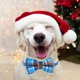 thumbnail image 5 of Collares navideños para perros con copos de nieve para gatos y mascotas pequeñas, medianas y grandes, 5 of 5