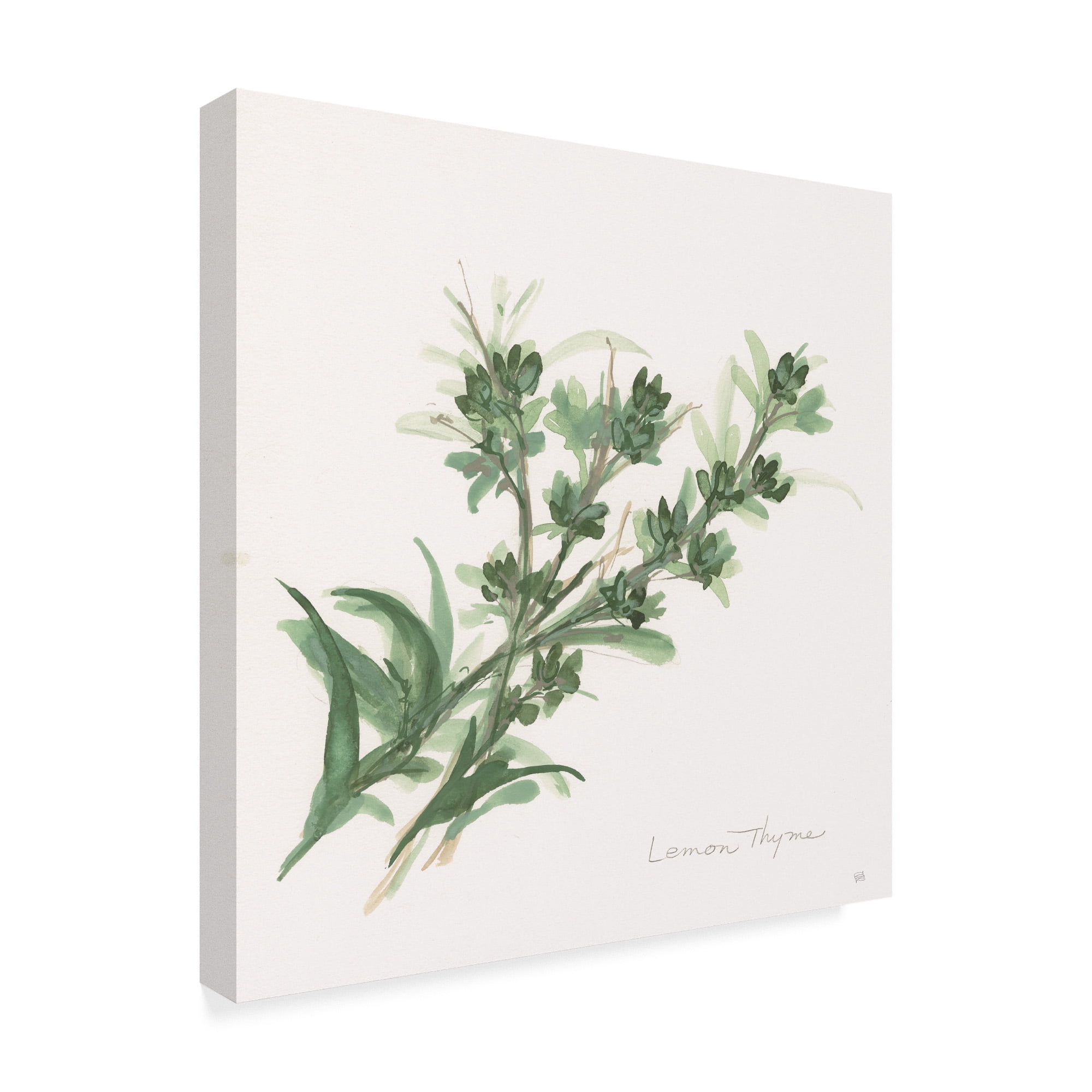 Trademark Fine Art 'Lemon Thyme' Canvas Art by Chris Paschke