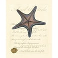thumbnail image 2 of Vision Studio 12x14 White Modern Wood Framed Museum Art Print Titled - Romance of the Shell II, 2 of 4