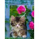 thumbnail image 1 of CHAO Pintura De Diamante 5D Tigre Y Gato Arte De Diamante Para Adultos, Kit De Diamantes De Tigre Para Niños Completo, Diy Diamante Rhinestone Punto De Cruz Pintura De Cristal Decoración De Pared, 1 of 5