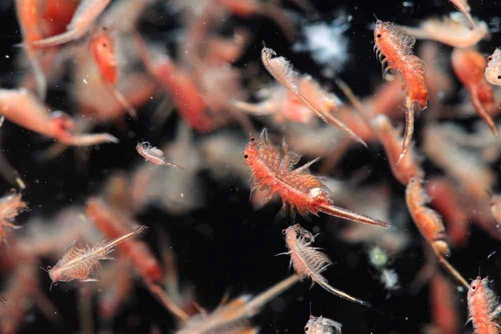 Brine Shrimp Artemia Eggs, Premium Grade 90% Hatch Rate from the Great Salt Lake, Utah, USA…8oz Med Jar