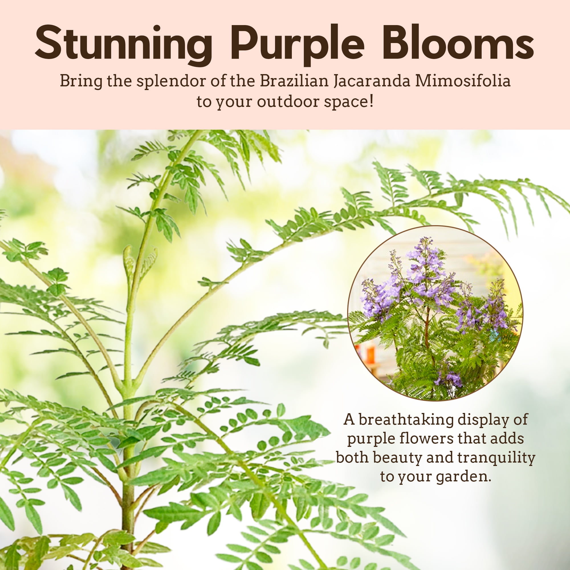 My Shelfie - Mini Jacaranda Tree, 3-4 Inch Tall Bonsai Tree in 2-Inch Pot, Trees Live Plants Outdoor Hardiness Zones 9-11, Bonsai Tree Live with Purple Flowers, 2-Pack