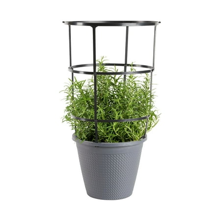 Bonnie Plants Rosemary 2.5 gal. Cage
