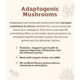 thumbnail image 4 of Teeccino Mushroom Herbal Tea - Mushroom Adaptogen Tea Sampler, 12 Tea Bags - Support Your Health With Mushrooms and Adaptogenic Herbs, Prebiotic, 4 of 9