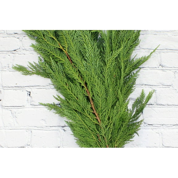 Real Touch Flowers - Fresh & Natural Leyland Cedar - 1 Bunch (10 Stems)