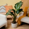 thumbnail image 4 of Costa Farms 36" White Bird of Paradise Live Plants in 9.25" Decor Pot, 4 of 11