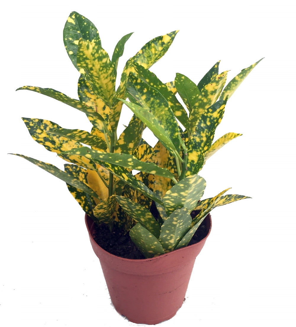 Gold Dust Croton 4 Pot Colorful House Plant Walmart Com