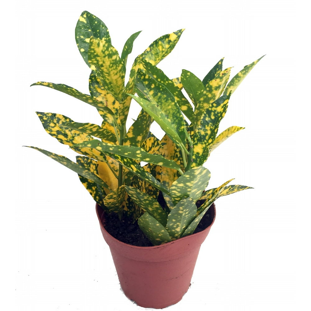 Gold Dust Croton 3.5" Pot Colorful House Plant