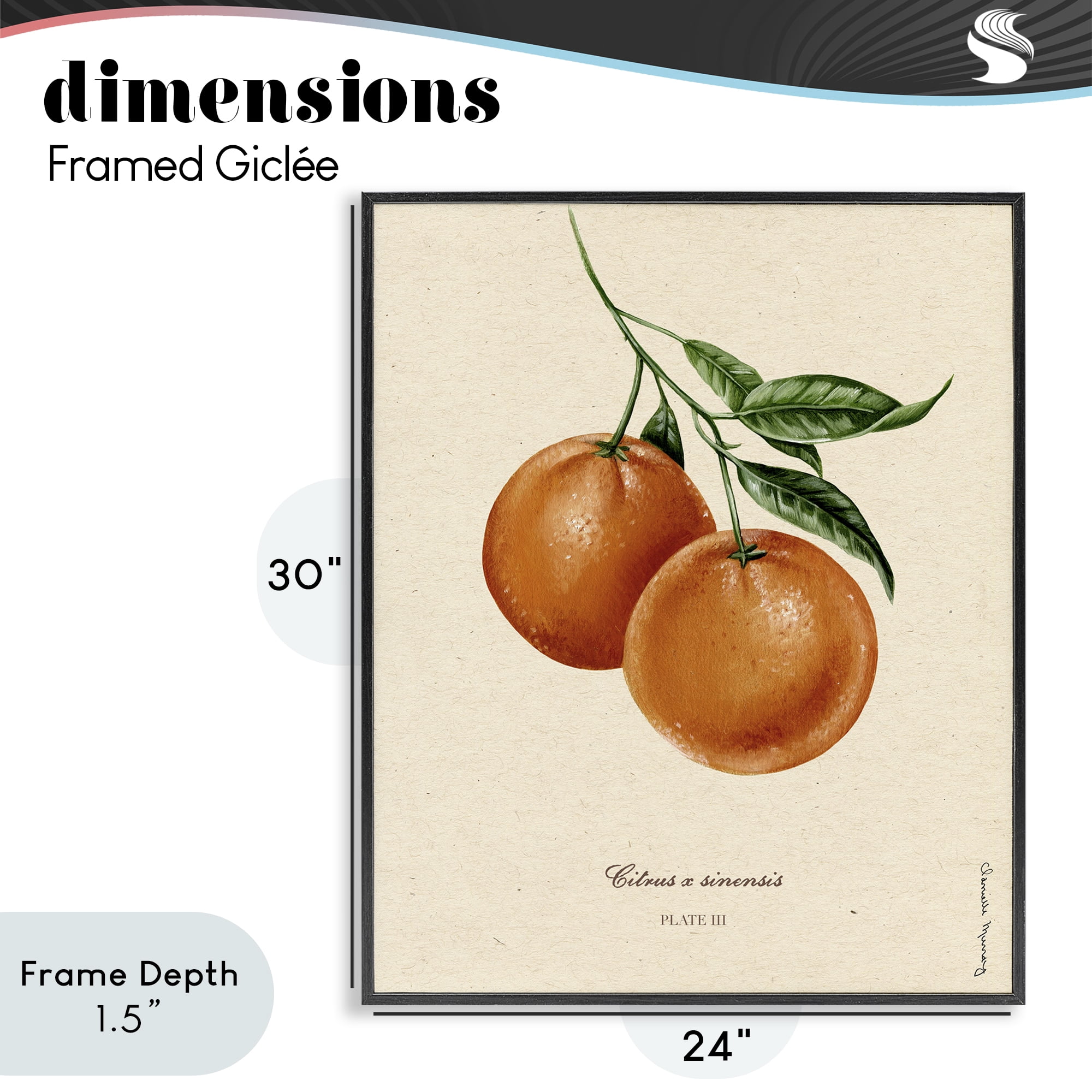 Stupell Industries Orange Fruit Portrait Black Framed Giclee Art, design by Danielle Murray