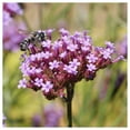 thumbnail image 2 of Everwilde Farms - 1 lb Purpletop Vervain Garden Flower Seeds - Gold Vault Bulk Seed Packet, 2 of 3