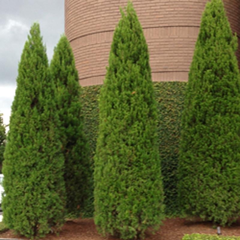 Emerald Green Arborvitae Bush Thuja Occidentalis Live Shrub For Sun And Evergreen Hedges In A 3 Gallon Pot Usda Plant Zones 3 4 5 6 7 8 9 Walmart Com Walmart Com Emerald Green Arborvitae Bush Thuja Occidentalis Live Shrub For Sun And Evergreen Hedges In A 3 Gallon Pot Usda Plant Zones 3 4 5 6 7 8 9 Walmart Com Walmart Com