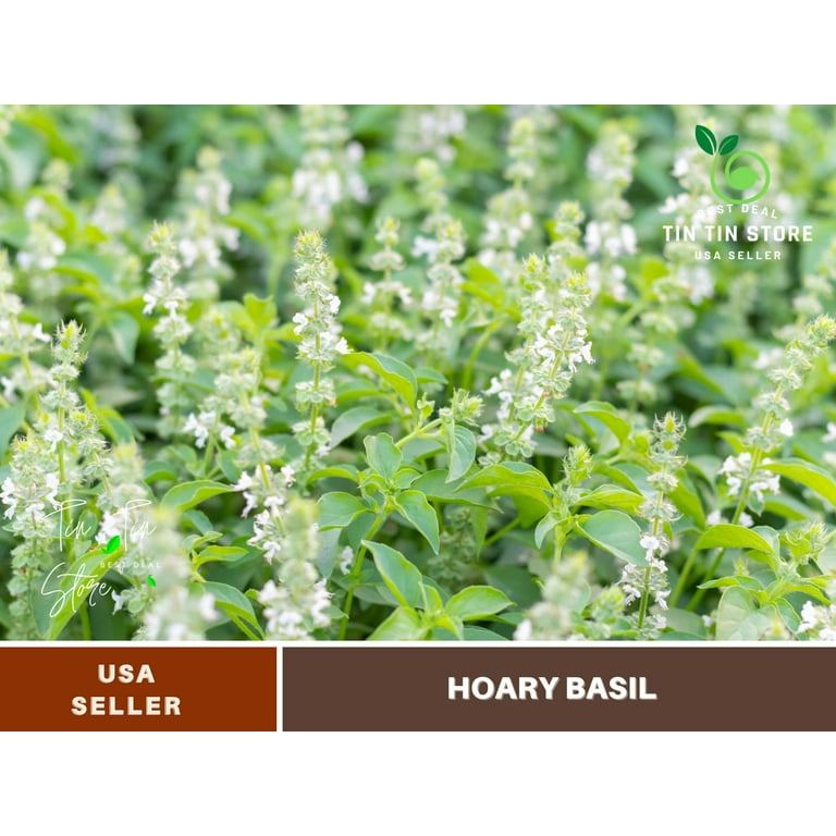 Basil seeds 110s Hoary basil seeds authentic seeds Flower seeds vegetable seeds asian garden flowers B5G1 chinese garden easy plant