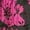 Pink, variant on Milly womens  Orion Floral Midi Dress, 2, Pink
