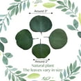 thumbnail image 5 of 300+ Pcs Dried Real Eucalyptus Leaves for Shower, 100% Natural Preserved Bulk Silver Dollar Eucalyptus Green Leaves, Real Eucalyptus Leaves for Weeding, DIY Wreath Baby Shower Decor,Christmas Decor, 5 of 8