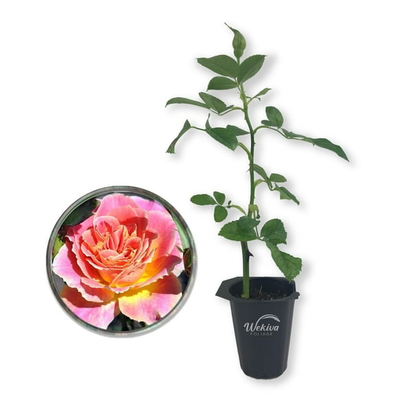 Calico Rose Bush - Live Starter Plant in a 2 Inch Growers Pot - Beautifully Fragrant Heirloom Rose from Florida - A Versatile Beauty with a Rich Fragrance