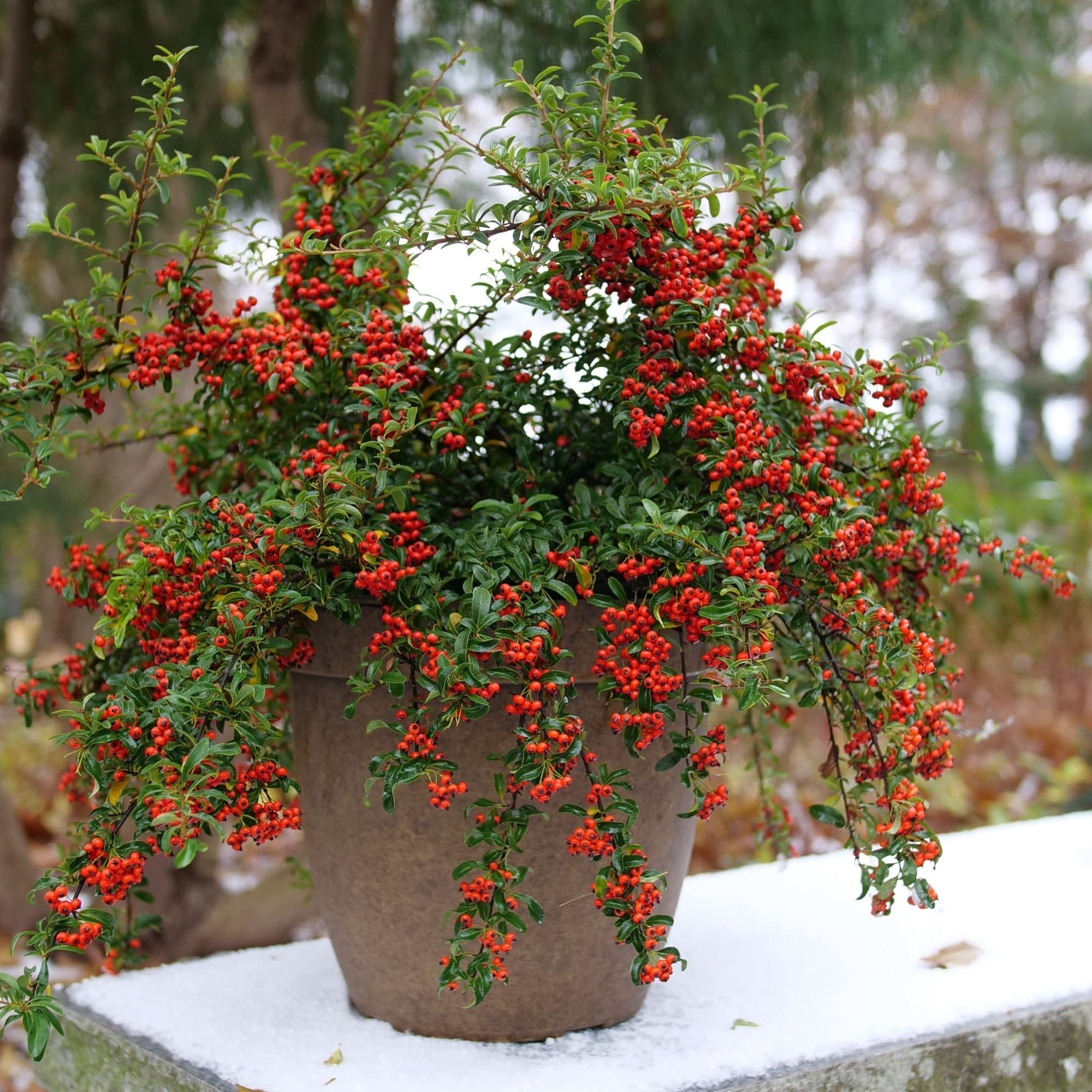 Proven Winners ColorChoice 5" Berry Box Pyracomeles Live Plant in 4.5" Pot (4 Count)