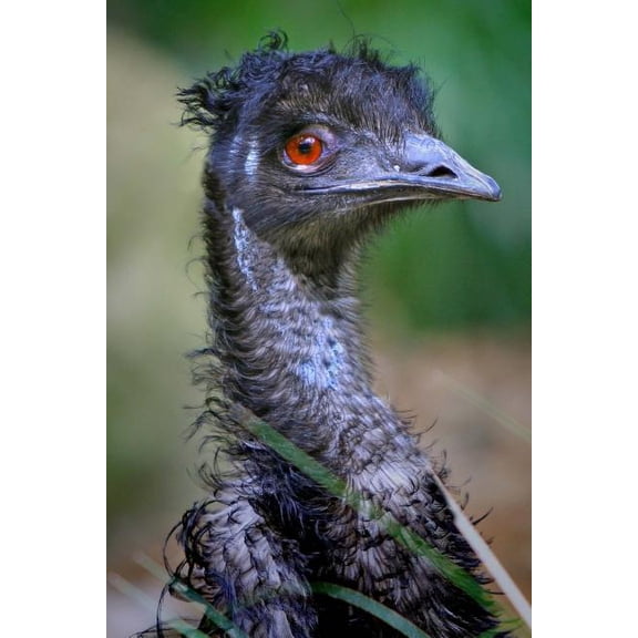 Emu Notebook (Paperback)