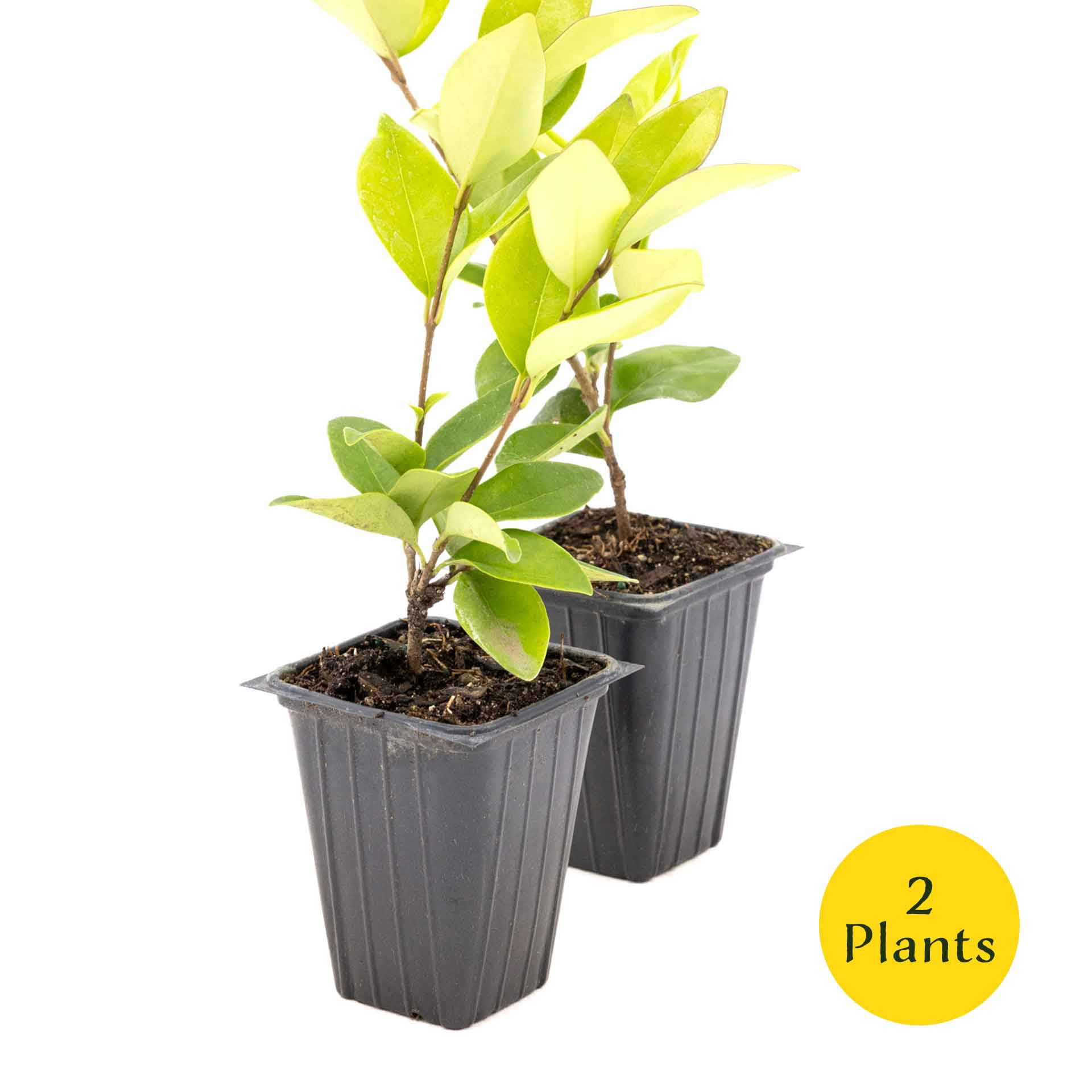 2 Waxleaf Privet Plants in 3.5” Cubes | Live Evergreen Shrub with Dense Glossy Foliage | Fast-Growing Perennial Hedge for Privacy Screens, Landscaping, & Containers (Ligustrum japonicum ‘Texanum’)