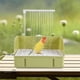 thumbnail image 2 of Bird Bath for Budgies, Parakeets, Cockatiels, Medium Parrots, Daily Cleaning Green, 2 of 5