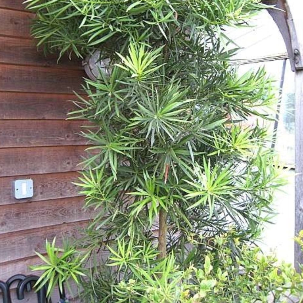 Expert Gardener 3-4 ft. tall Podocarpus Macrophyllus Yew Pine Live Tree in 7-Gallon Grower Pot