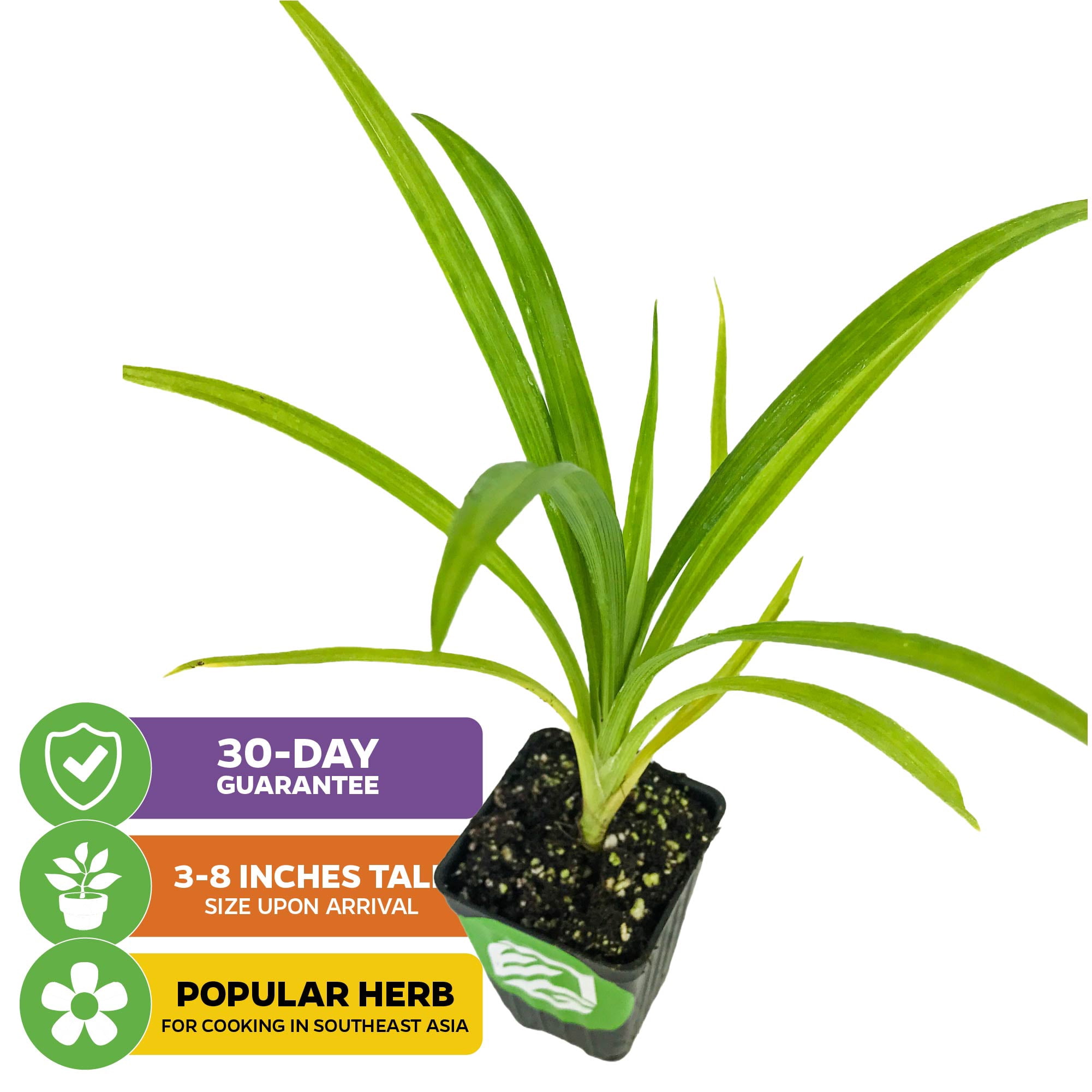 (2-Pack) Pandan Live Plant - Pandanus Amaryllifolius - Wellspring Gardens Exquisite Fragrant Herb Great for Nature Lovers, Outdoor Gardens, Vegetable Patches, and Indoor Use - Lush Green Foliage