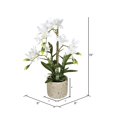 thumbnail image 2 of Vickerman 19" Cycnoches Blanches en Pot - FN190601, 2 of 2