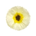 thumbnail image 2 of Wrapables® Set of 3 Tissue Flower Pom Poms Party Decorations for Weddings, Birthday Parties Baby Showers and Nursery Décor, Cream and Yellow, 2 of 4
