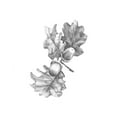 thumbnail image 2 of Caroline, Emma 26x32 Black Ornate Wood Framed with Double Matting Museum Art Print Titled - Oak Leaf Pencil Sketch II, 2 of 4