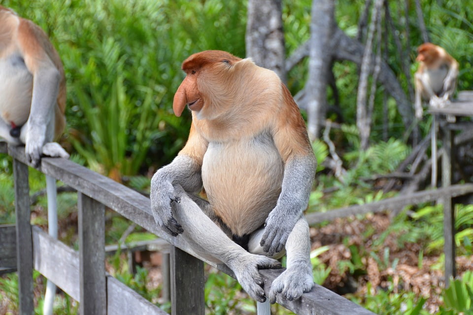Longnosed Monkey Monkey Proboscis Monkey Primate20 Inch By 30 Inch