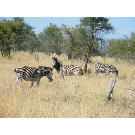 Stretch Zebra - Canvas Print Wildlife Krugar Animal Zebra Tourism Africa Stretched Canvas 10 x 14
