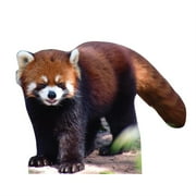 Cardboard People Red Panda Life Size Cardboard Cutout Standup - Made in USA