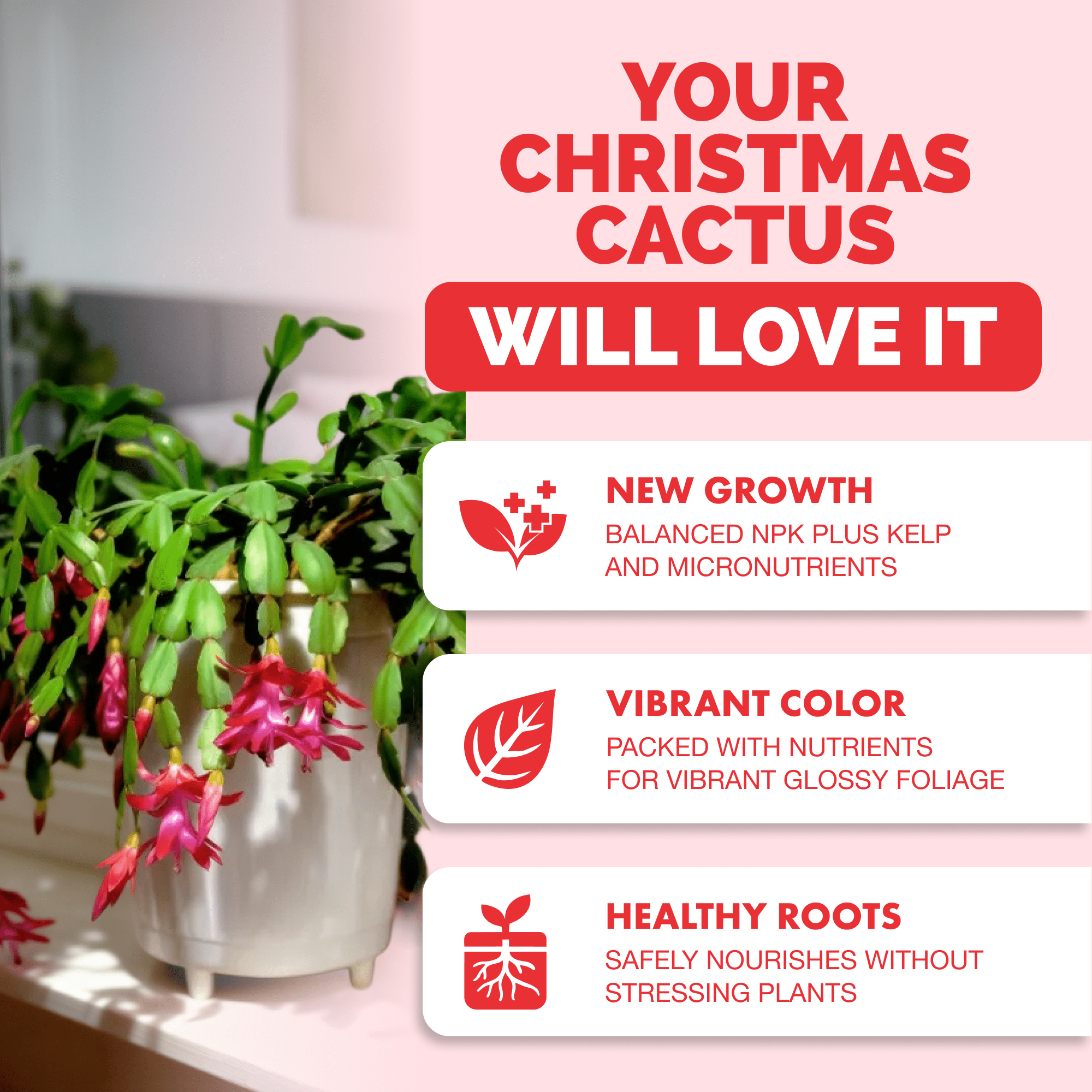 Christmas Cactus Fertilizer for All Christmas Cacti and Schlumbergera Cacti, Liquid Plant Food, 32 oz (1 Quart)