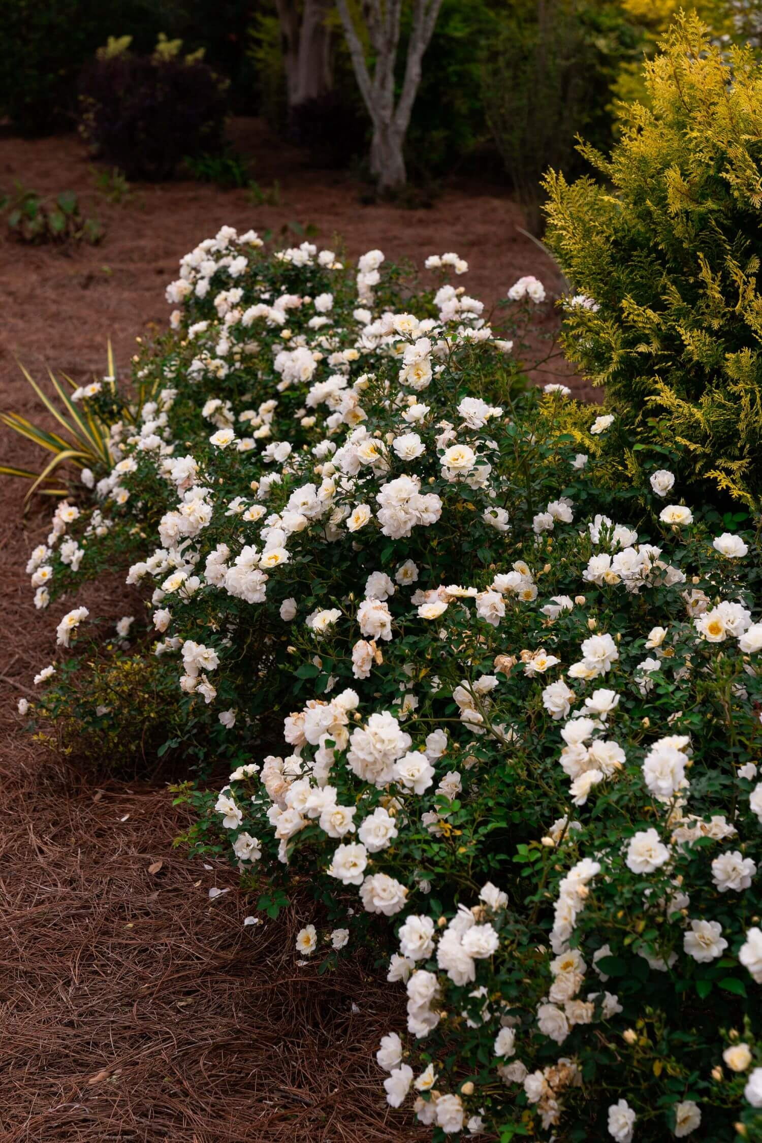 Southern Living Ivory Blush Its A Breeze Rose Live Shrub in 2.5-Quart Grower Pot