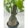 thumbnail image 3 of Money Tree Stump, Pachira aquatica, in 6 inch Pot, 3 of 7