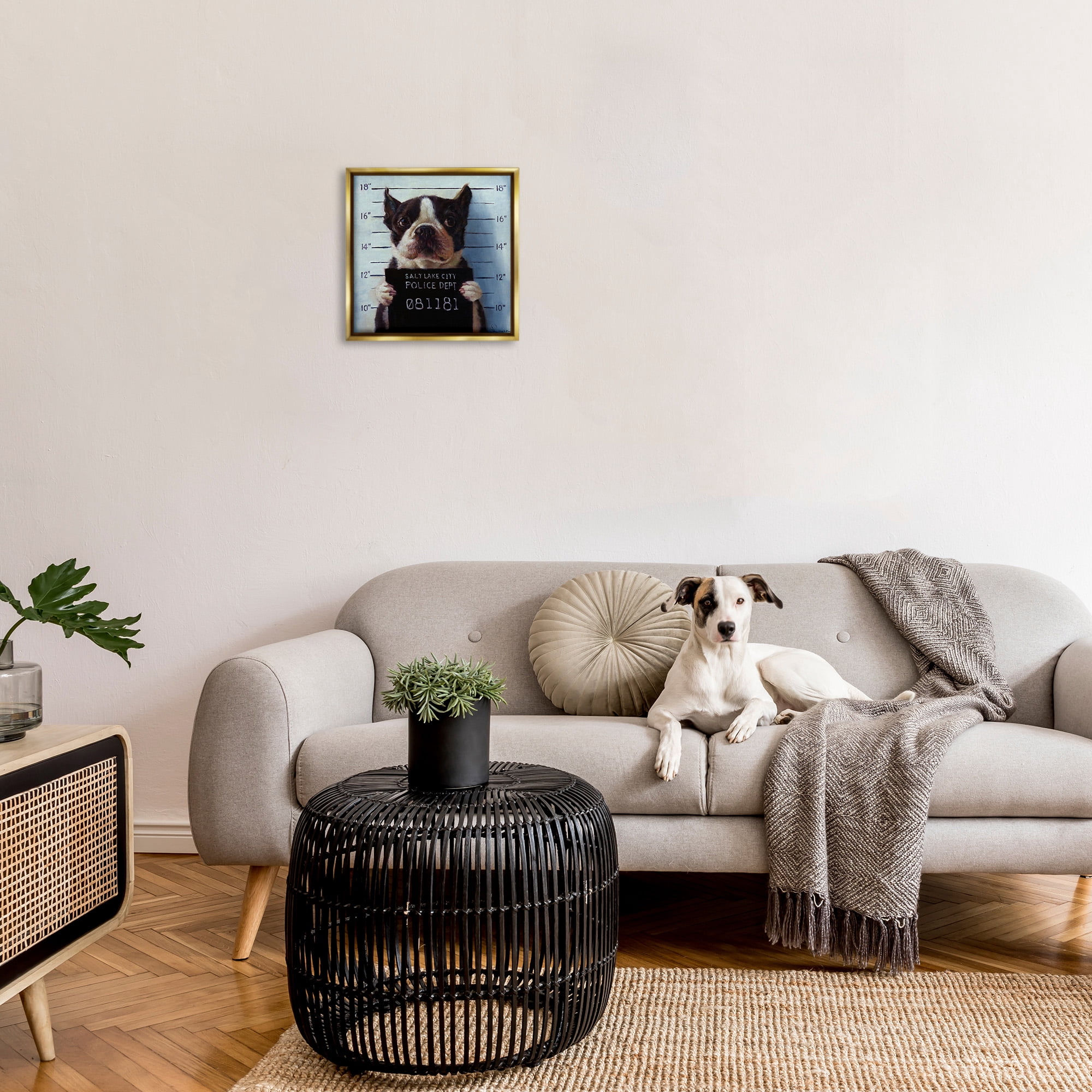 Stupell Industries Boston Terrier Jail Convicted Mugshot Animals & Insects Painting Gold Floater Framed Canvas Art Print Wall Art, 18 x 18