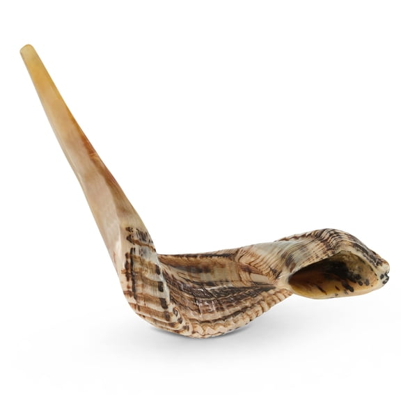 Shofar de carnero Yomtov Shalom 13-15 cm Kosher Israel