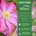 thumbnail image 3 of Clematis Asao - 2 Live Starter Plants in 2 Inch Growers Pots - Starter Plants Ready for The Garden - Bold and Beautiful Flowering Vine, 3 of 6