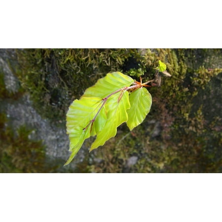 Leaf Spring Traction Bars - LAMINATED POSTER Beech Leaf Spring Moss Tree Trunk Poster Print 24 x 36