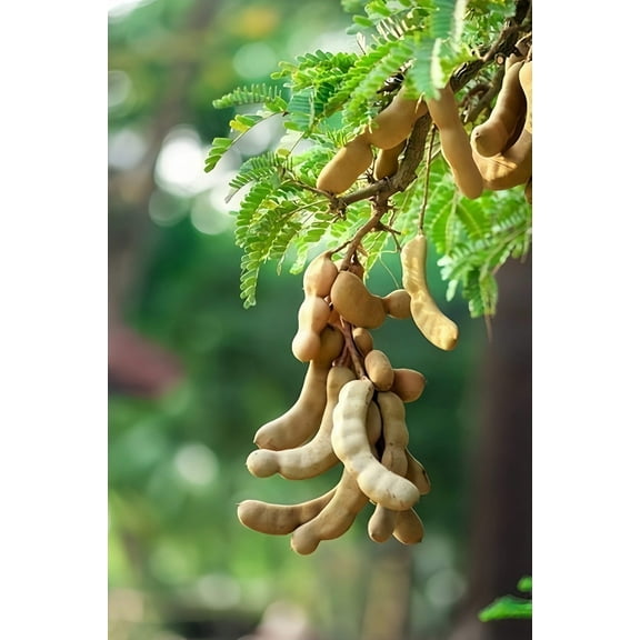 5 *Seeds TAMARIND FRUIT TREE Tamarindus Indica Bean Pod Legume Seeds