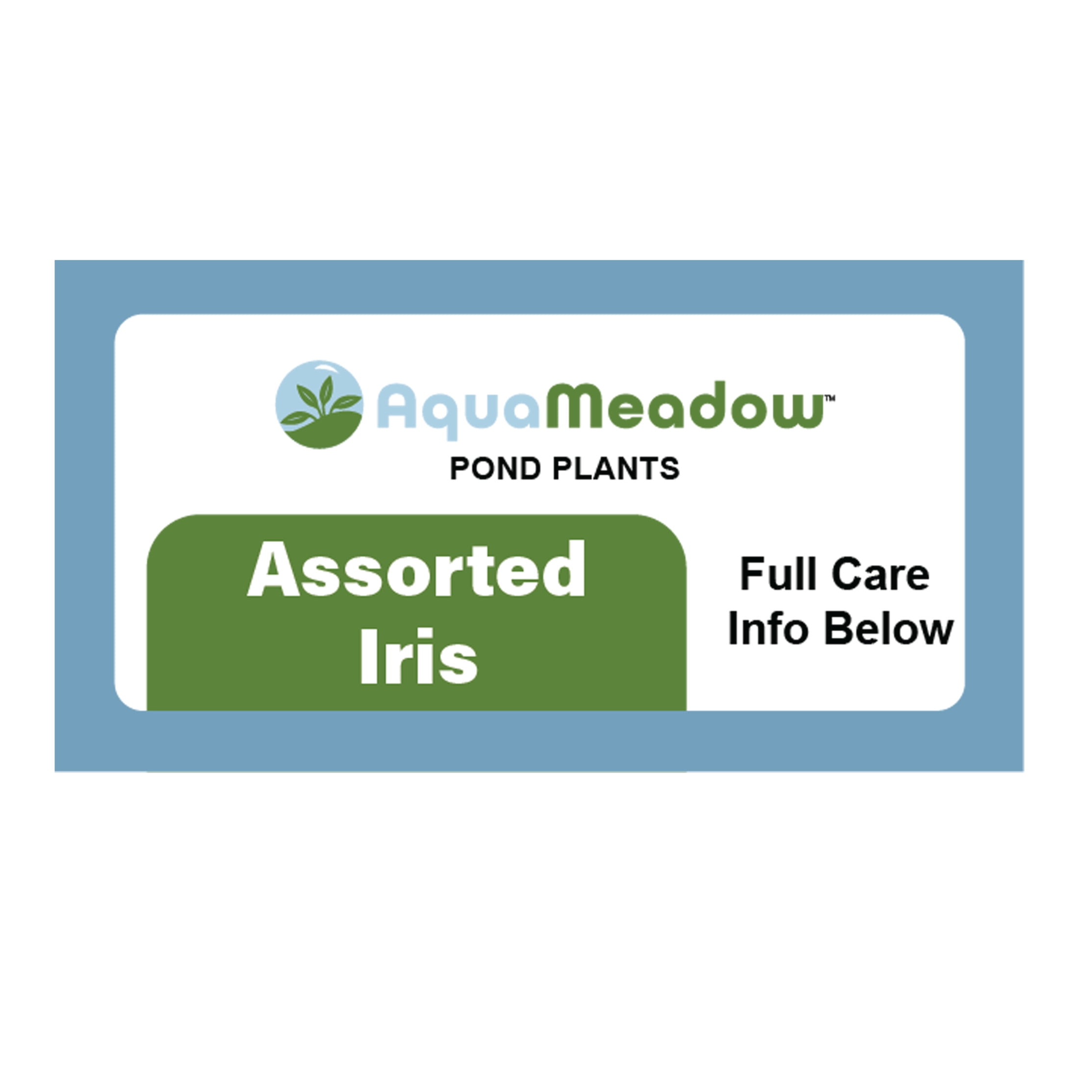 AquaMeadow Assorted Iris Potted 3pk