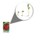 thumbnail image 2 of Semillas Jitomate Bola Vita, 2 of 5