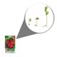 thumbnail image 2 of Semillas Jitomate Bola Vita, 2 of 5