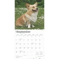 thumbnail image 4 of Pembroke Welsh Corgis | 2025 12x24" (Hanging) Square Wall Calendar | BrownTrout, 4 of 9